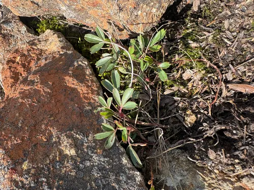 Shrubby Fivefingers — photo by Chase Wiant