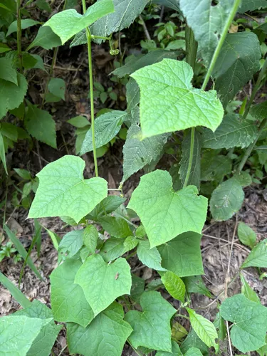 Oneseed Bur Cucumber — photo by Theo Witsell