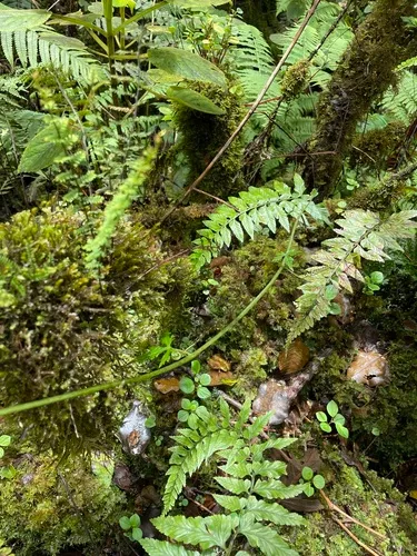 Gray's Bur Cucumber — photo by Remy Henderson