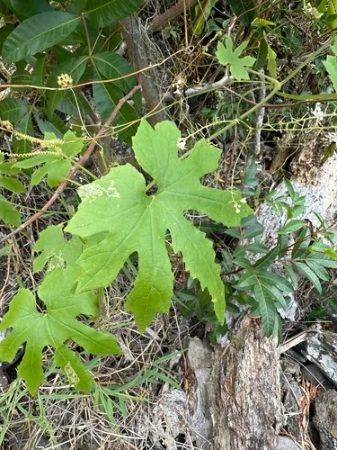 Kealia Gulch Bur Cucumber