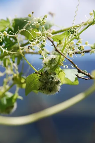 Herbst's Bur Cucumber