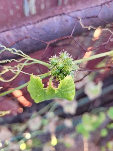 Cutleaf Bur Cucumber