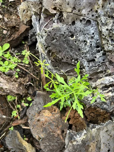 Hualalai Bur Cucumber