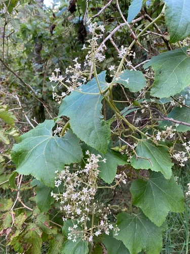 Alpine Bur Cucumber
