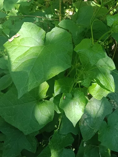 Small-leaf Bur Cucumber — photo by Héctor Natura