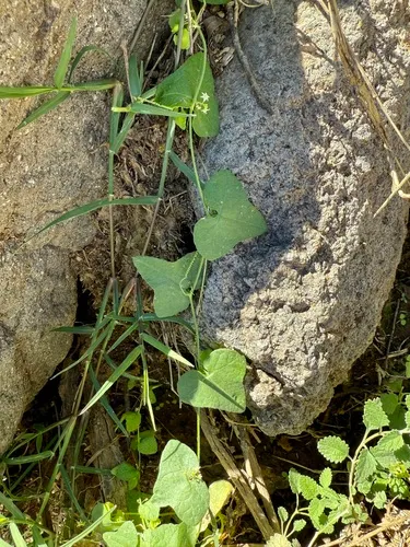 Climbing Arrowheads — photo by Sue Carnahan