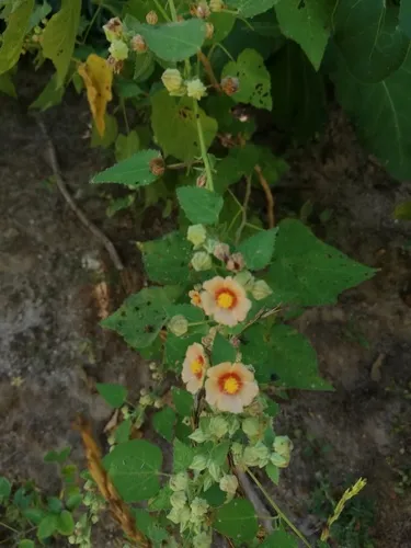 Savannah Fanpetals — photo by Carlos Domínguez-Rodríguez