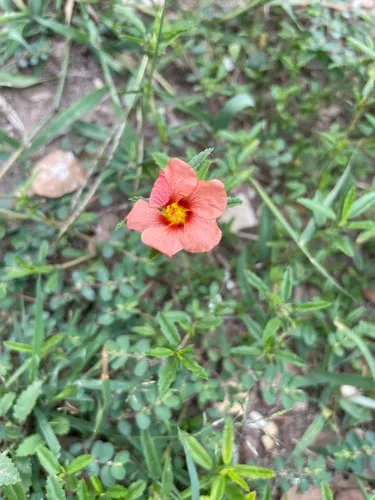Bracted Fanpetals