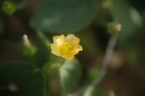 Heartleaf Fanpetals — photo by SONU KUMAR