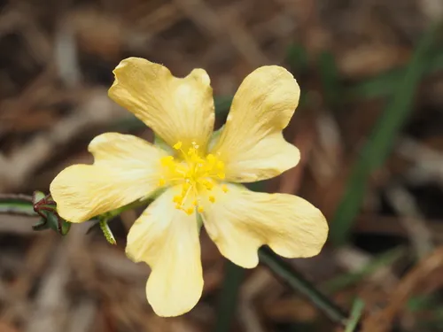 Elliott's Fanpetals