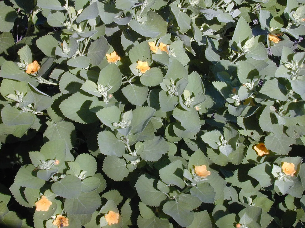 Yellow ‘ilima — photo by Forest & Kim Starr