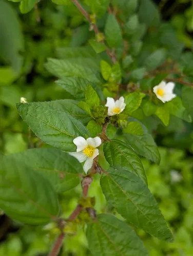 Clustered Fanpetals