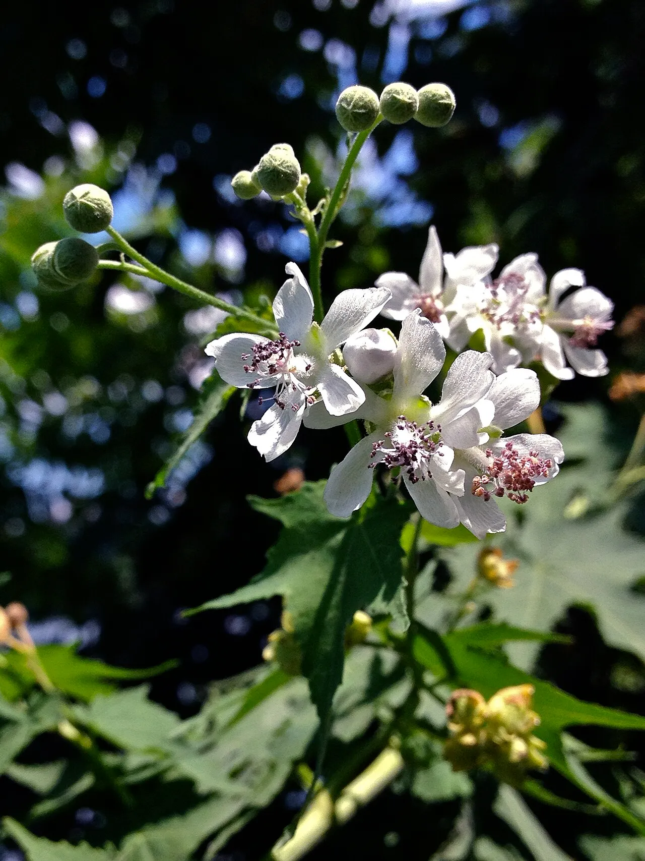 Virginia Fanpetals — photo by Fritzflohrreynolds