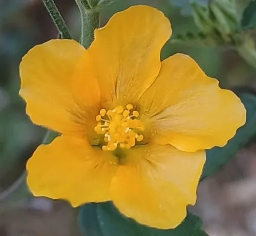 Earleaf Fanpetals