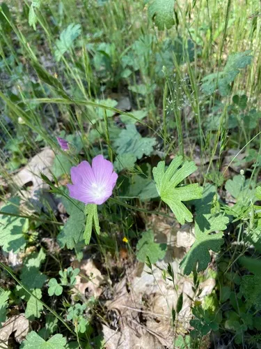 Dwarf Checkerbloom — photo by eraofthesea