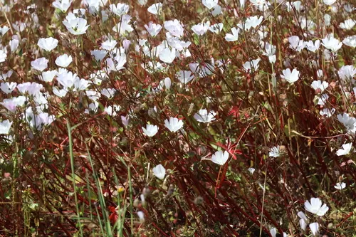 Annual Checkerbloom