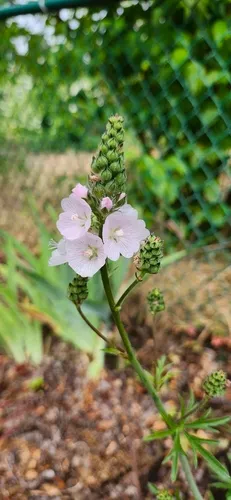 Meadow Checkerbloom — photo by madamvonsassypants