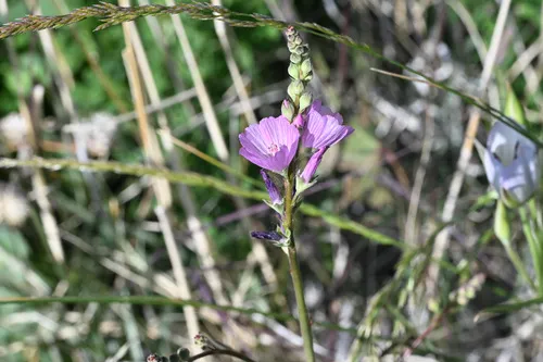 Owens Valley Sidalcea — photo by Trevor Van Loon