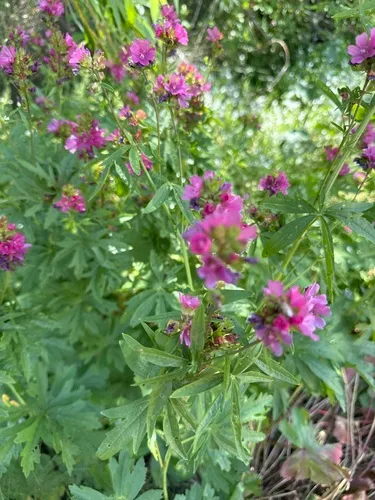 Cusick's Checkerbloom