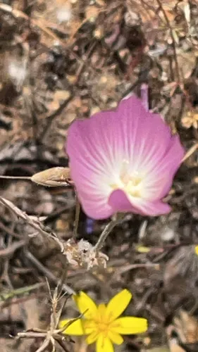 Fringed Checkerbloom — photo by Jan