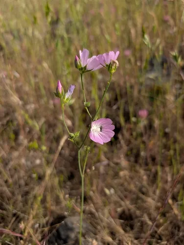 Valley Checkerbloom — photo by Steven Clinton