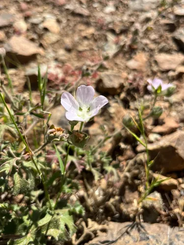 Chaparral Checkerbloom