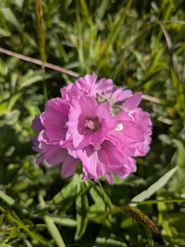 Bristlystem Checkerbloom