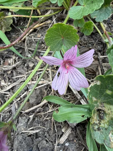 Dwarf Checkerbloom — photo by Merav Vonshak