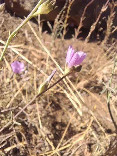 Cutleaf Checkerbloom — photo by John Kelly