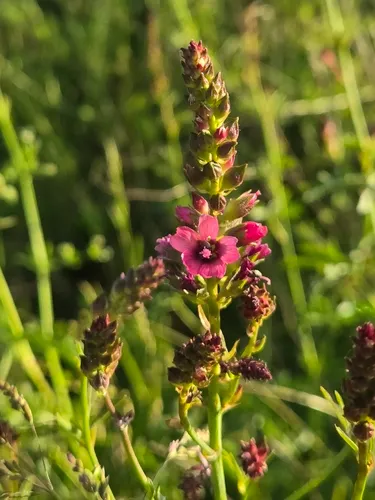 Nelson's Checkerbloom — photo by "I ""Bri"" Scribblin'"