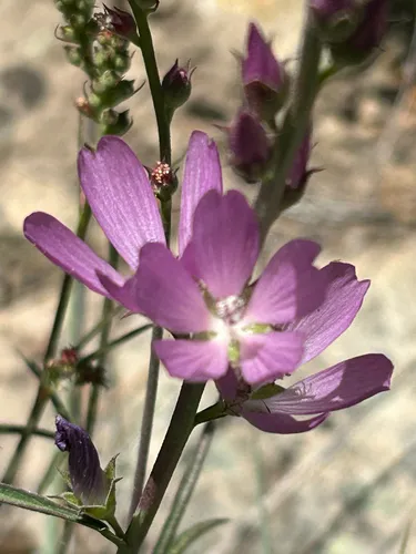 Oregon Checkerbloom (var. maxima) — photo by Allison Padilla