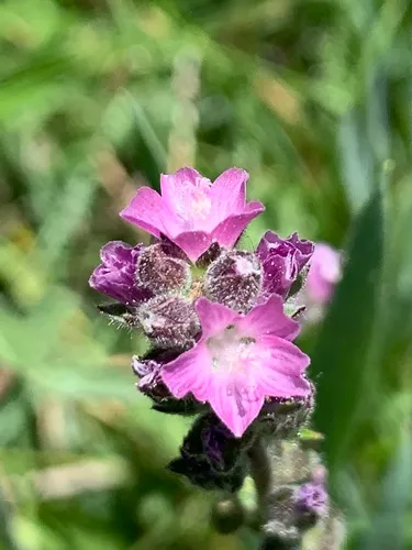 Marsh Checkerbloom — photo by western_fence_scissor
