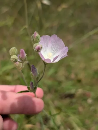 Butte County Checkerbloom