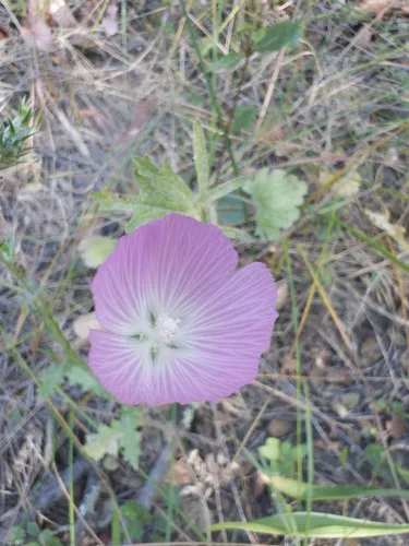 Dwarf Checkerbloom — photo by nitrecolas