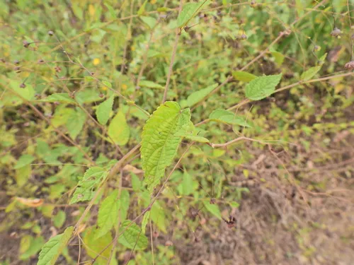 Panicled Sandmallow