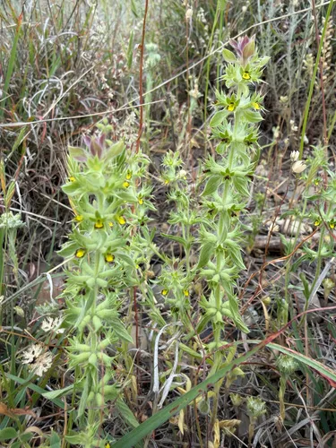 Mountain Ironwort