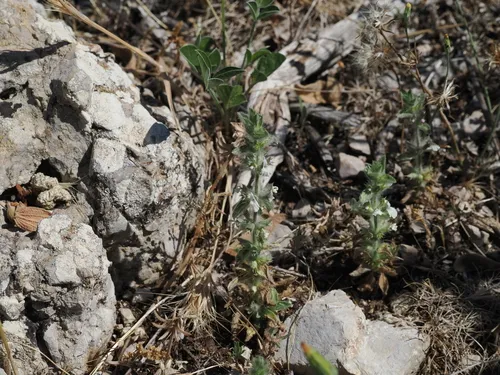 Simplebeak Ironwort