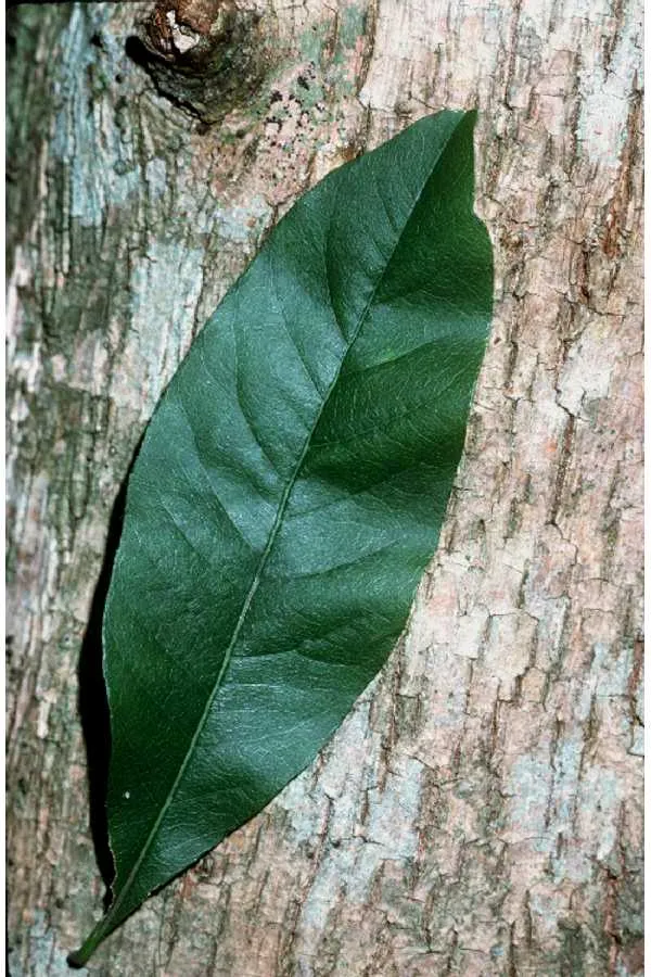 Buckthorn Bully