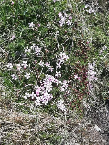 Moss Campion — photo by torstendk