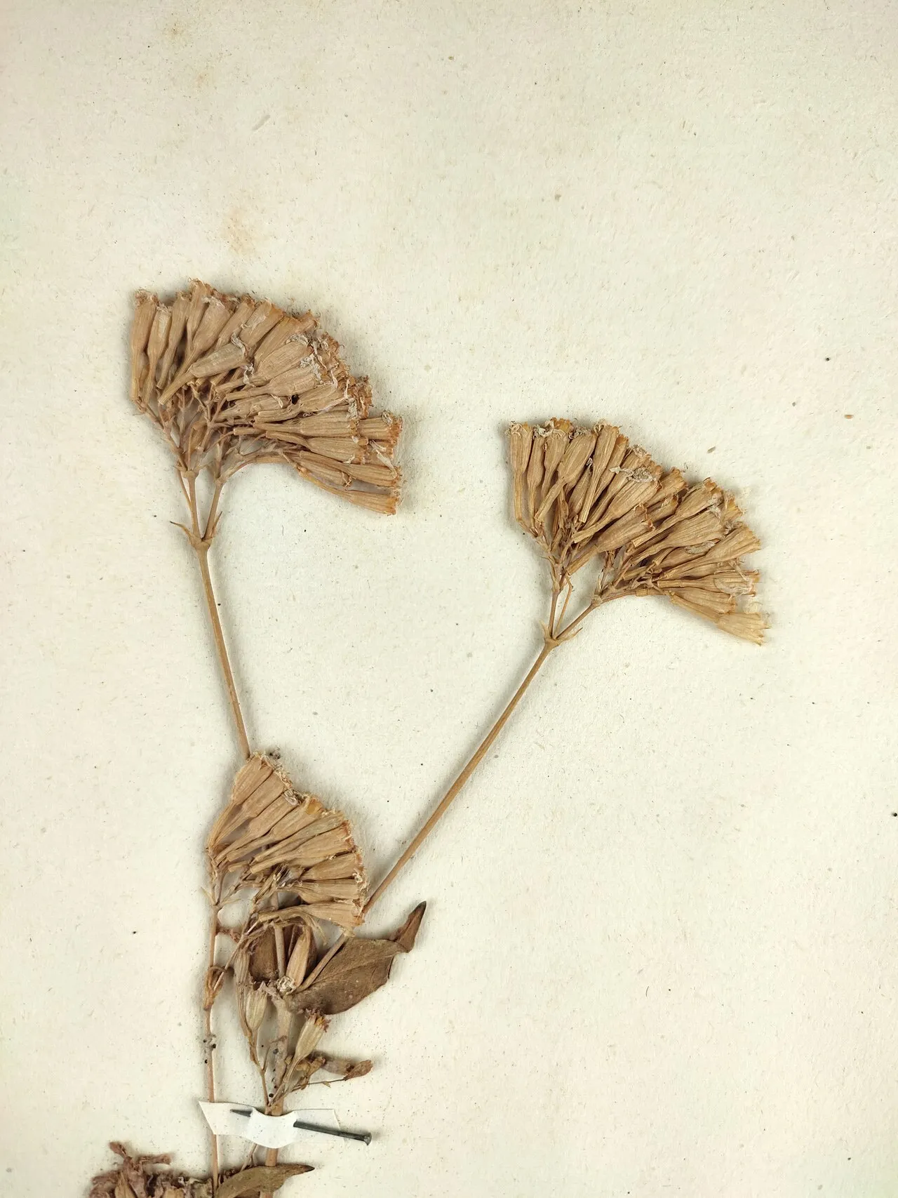 Sweet William Silene — photo by Giuseppe Frizzi