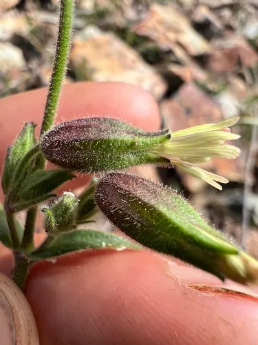 Bridges' Catchfly