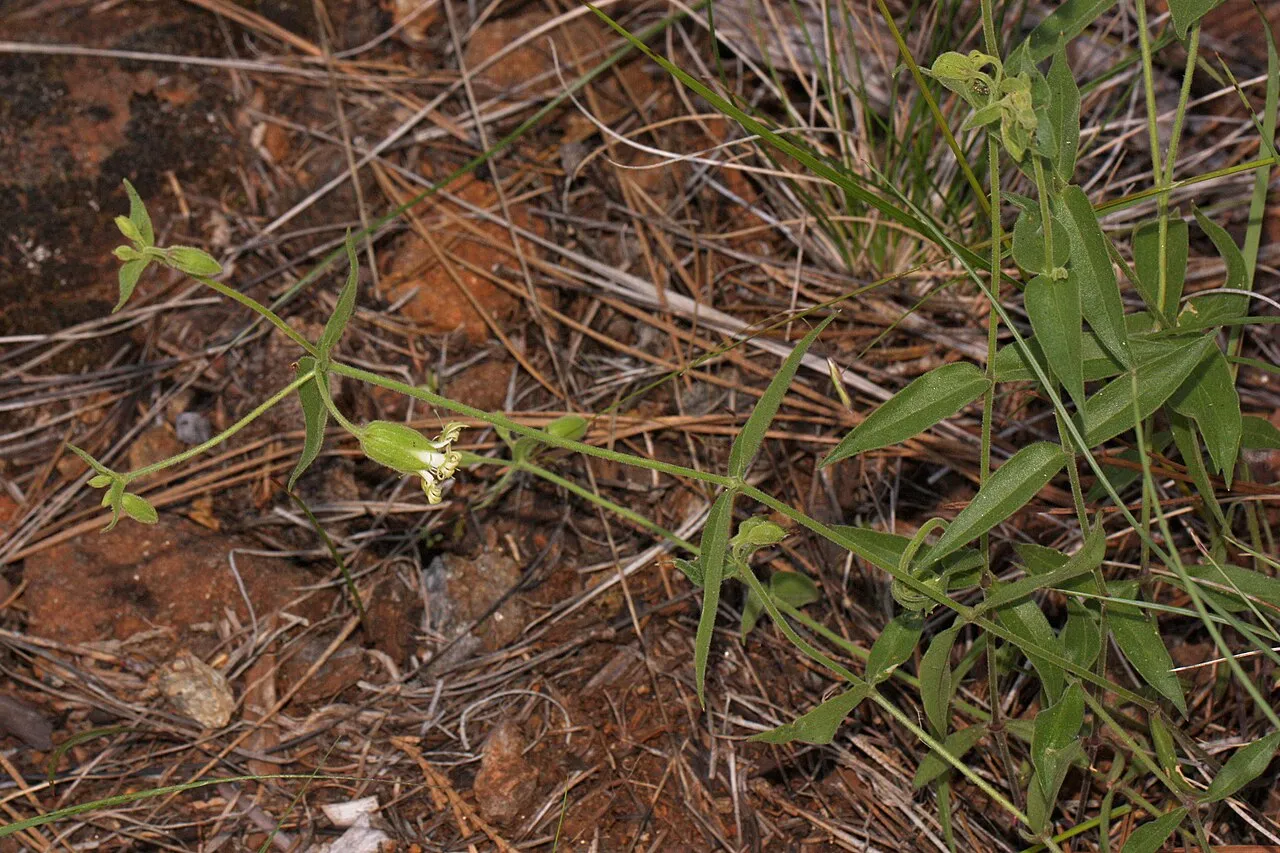 Red Mountain Catchfly — photo by Walter Siegmund (talk)