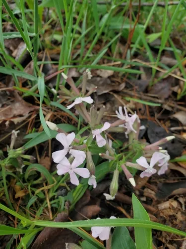Sticky Catchfly — photo by Robyn Dixon