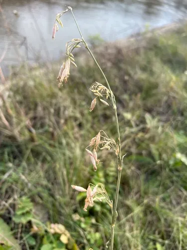 Yellowgreen Catchfly — photo by Алёна Осипова