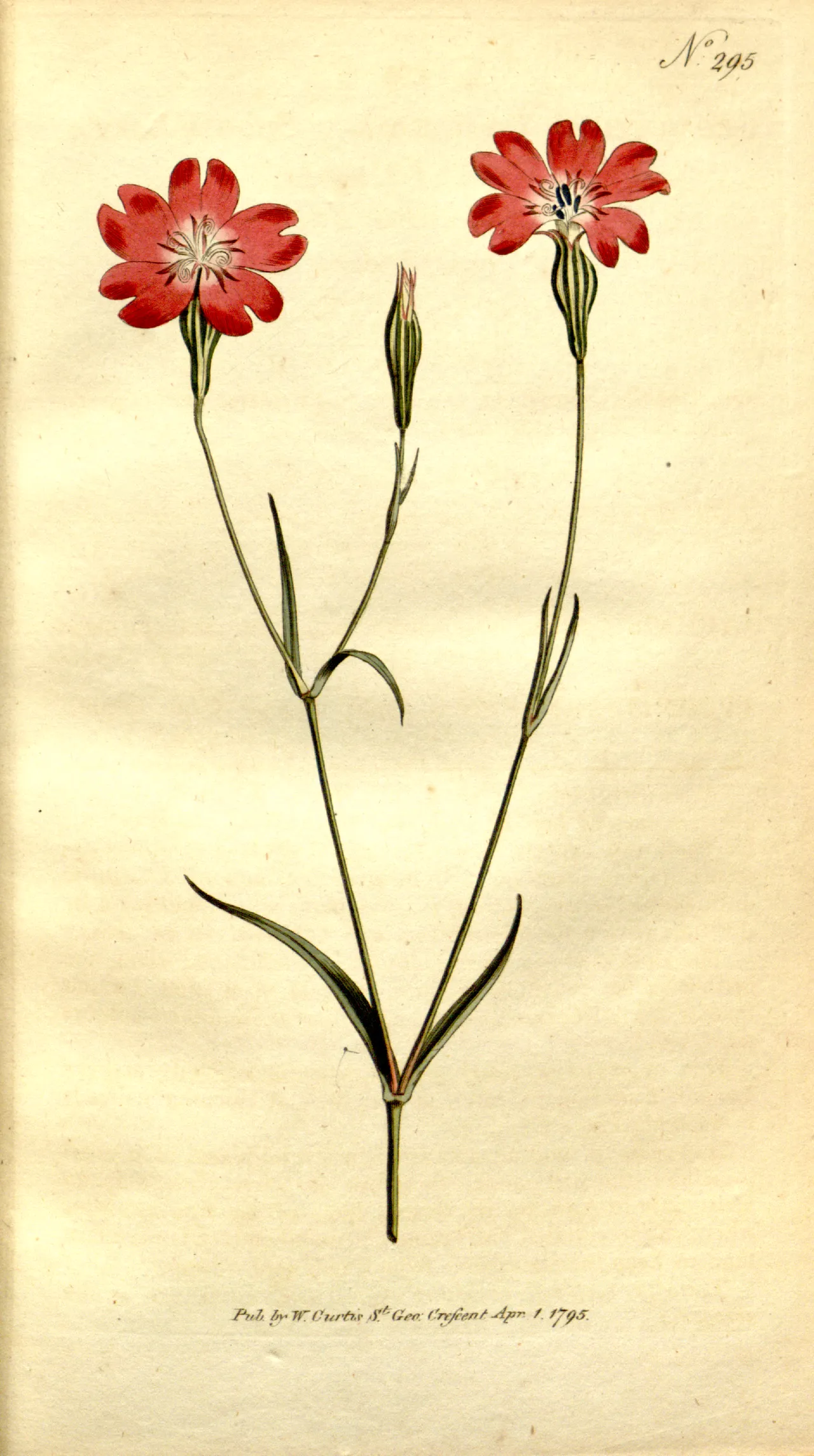 Rose Silene — photo by William Curtis