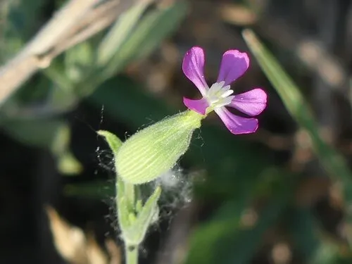 Striped Corn Catchfly — photo by Attila Ócsag