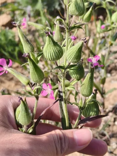 Weed Silene — photo by fhvc