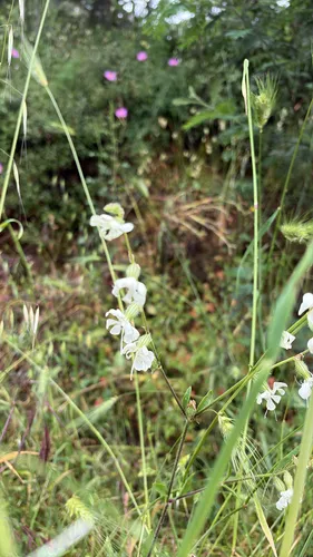 Forked Catchfly — photo by yelizergol