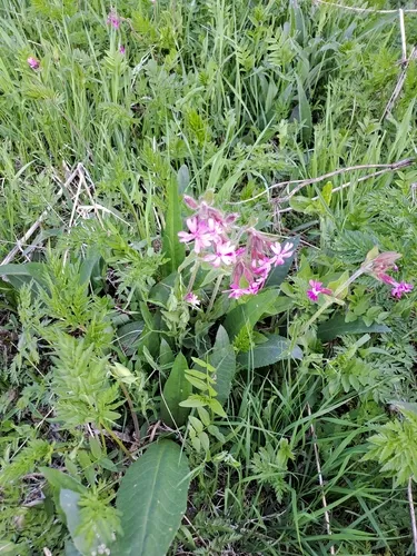 Red Catchfly — photo by Lassi Toivakka