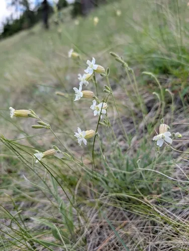 Douglas's Catchfly — photo by Kat